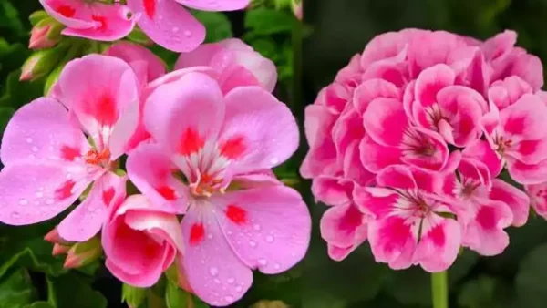 Itır Çiçeği (Pelargonium graveolens) Özellikleri ve Faydaları